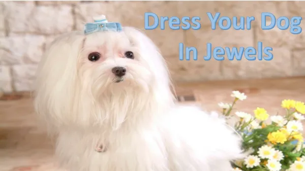 Dress Your Dog In Jewels