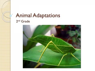 Animal Adaptations - slide 1