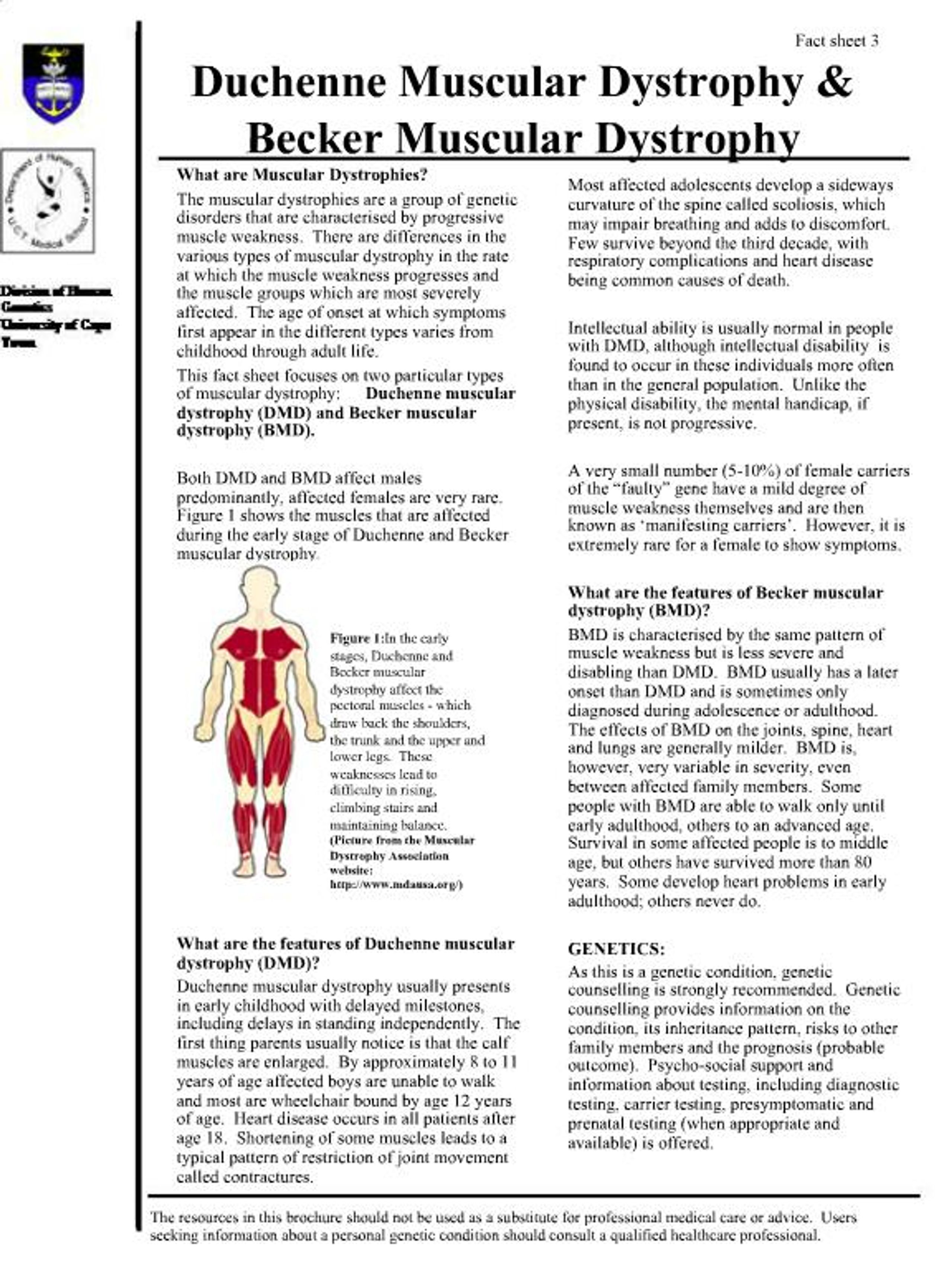 PPT - Duchenne Muscular Dystrophy Becker Muscular Dystrophy PowerPoint ...