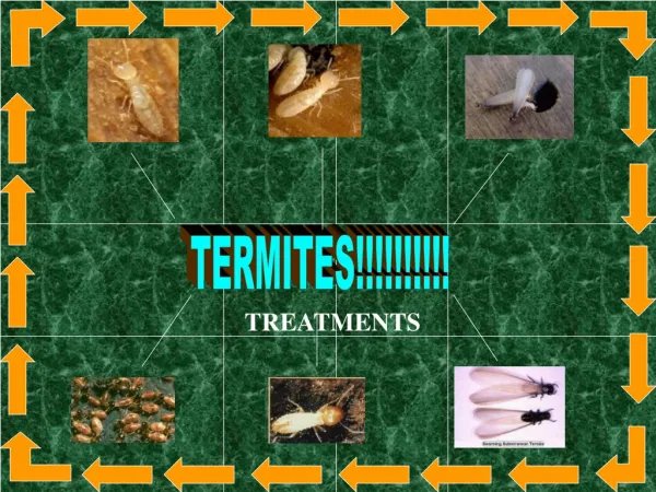 Termite Treatments