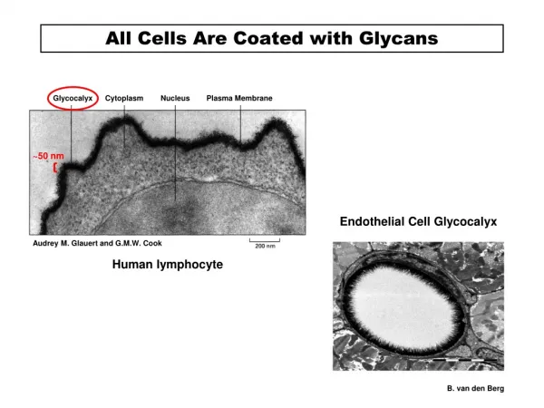 All Cells Are Coated with Glycans
