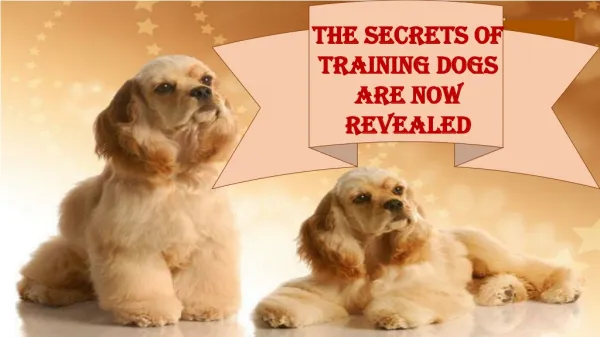 The Secrets of Training Dogs Are Now Revealed