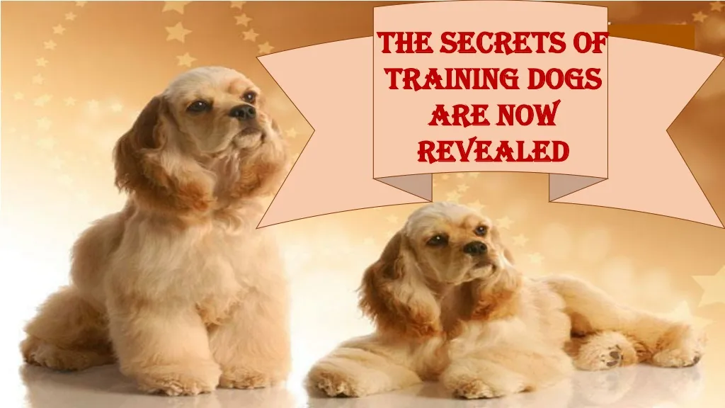 the secrets of training dogs are now revealed