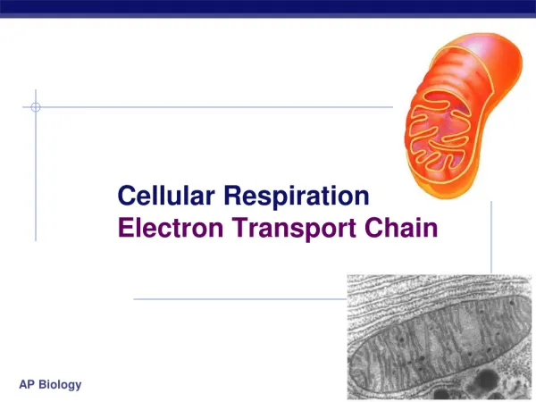 Cellular Respiration 	Electron Transport Chain