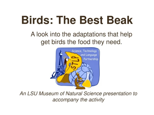 Birds: The Best Beak