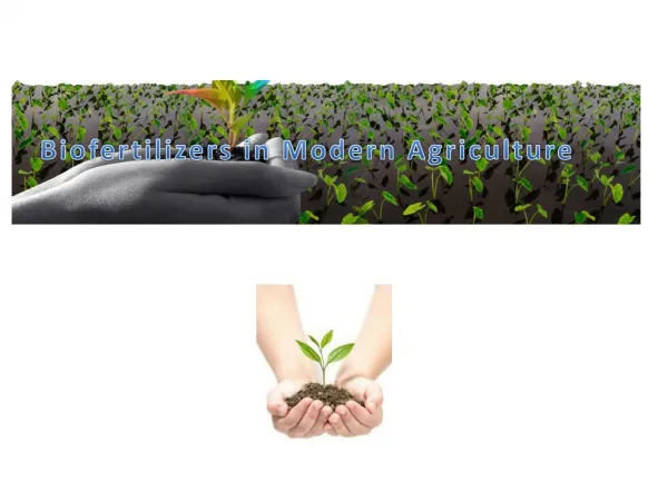 Importance’s of Biofertilizers in Modern Agriculture