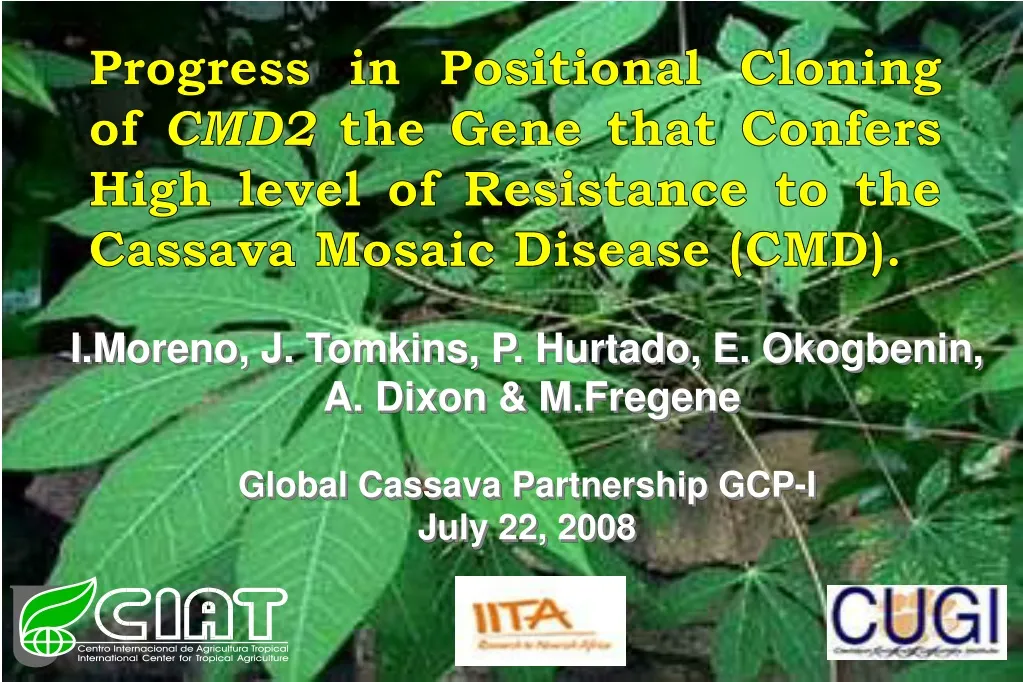 progress in positional cloning of cmd2 the gene