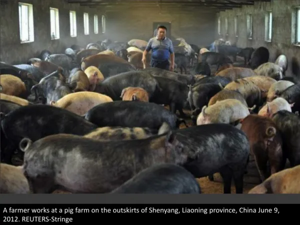China's dead pig mystery