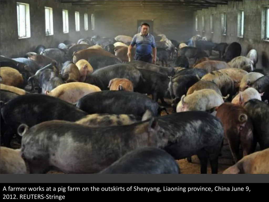 a farmer works at a pig farm on the outskirts