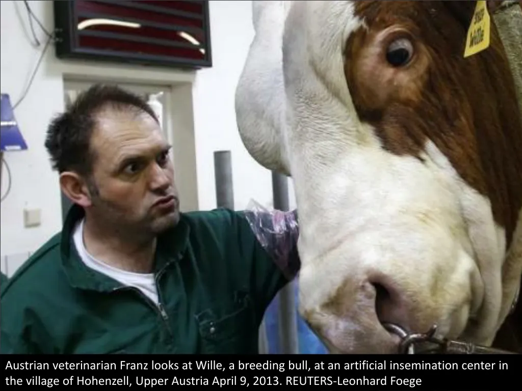 austrian veterinarian franz looks at wille