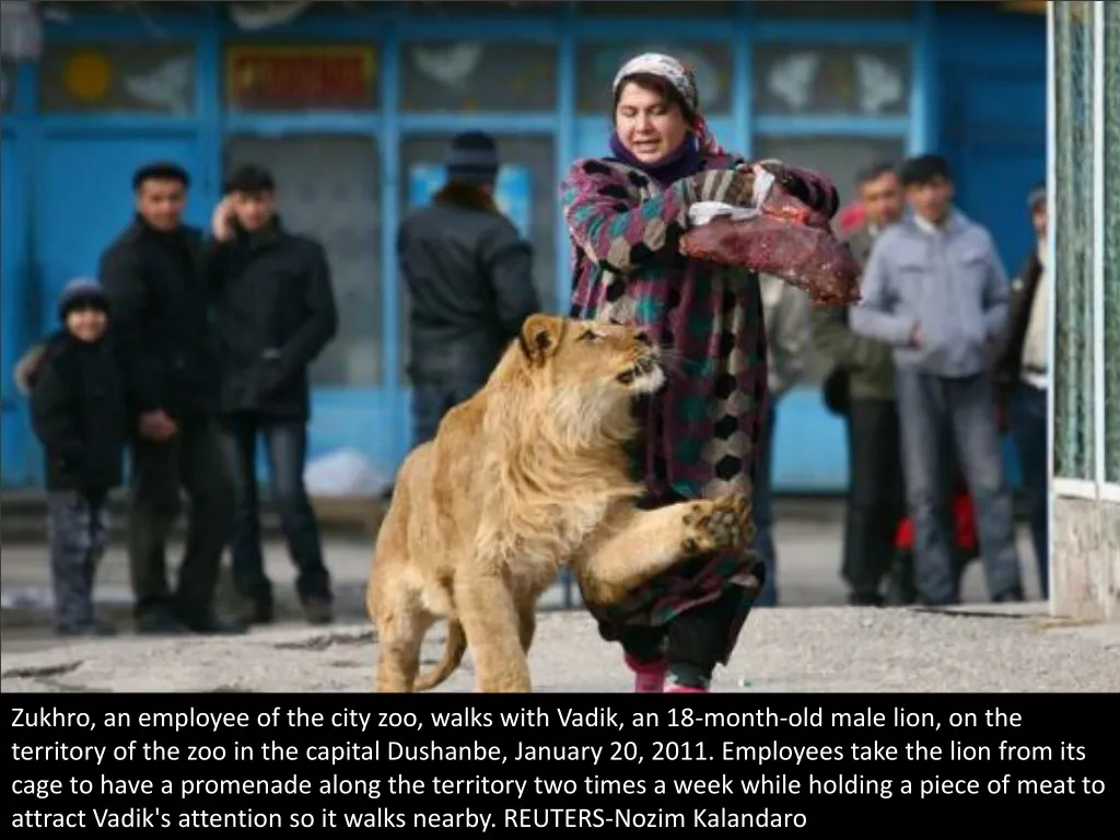 zukhro an employee of the city zoo walks with