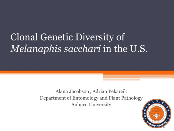 Clonal Genetic Diversity of Melanaphis sacchari in the U.S.