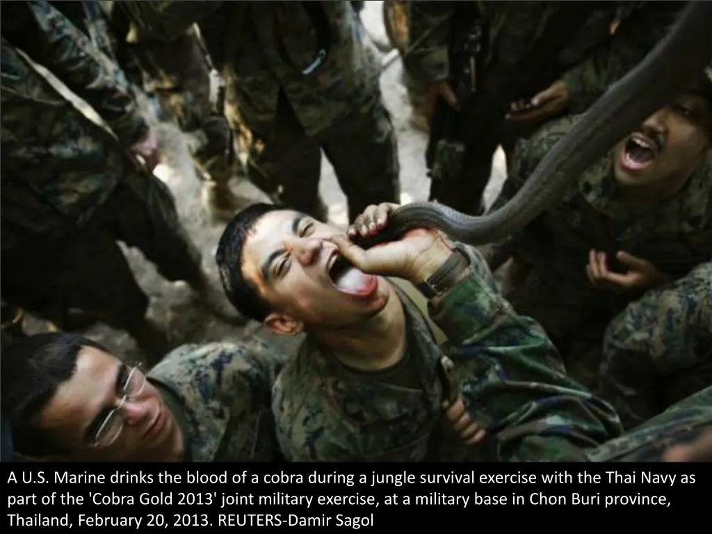 a u s marine drinks the blood of a cobra during