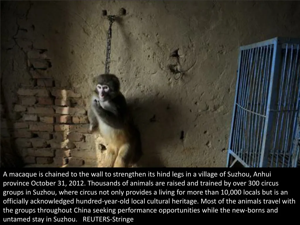 a macaque is chained to the wall to strengthen