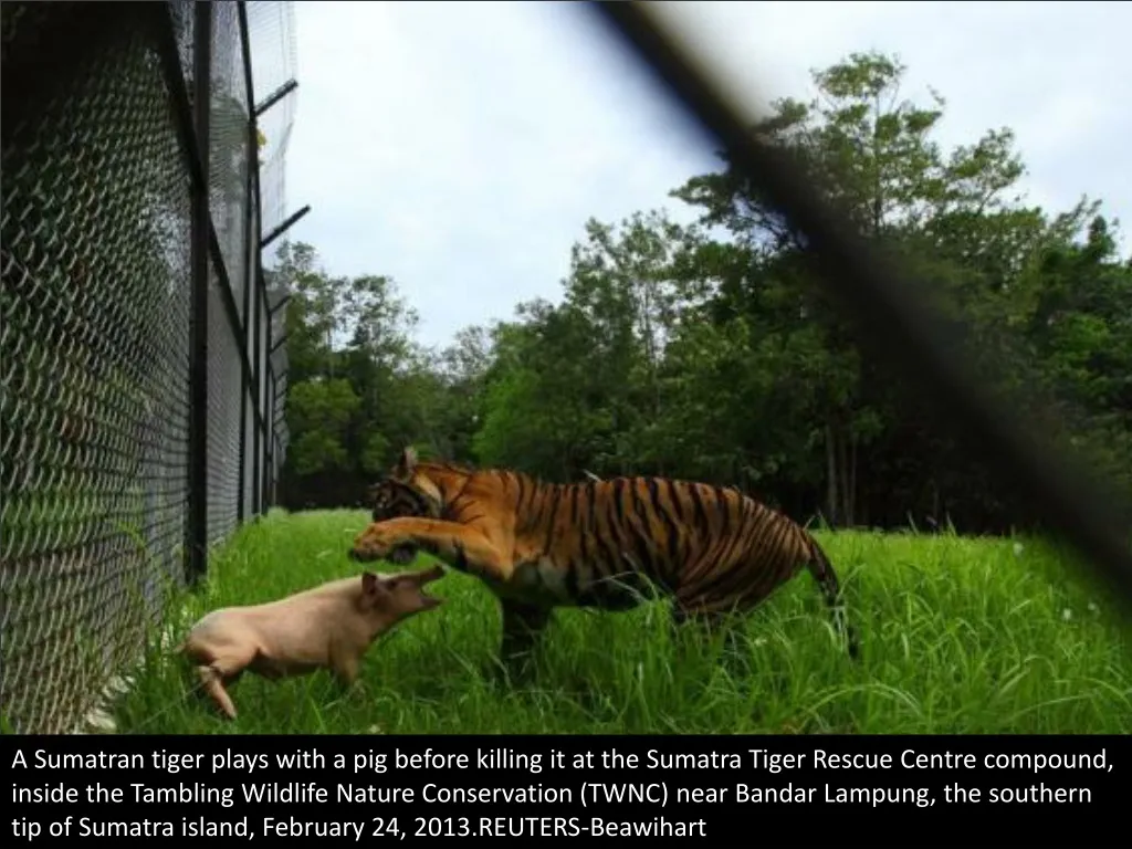 a sumatran tiger plays with a pig before killing