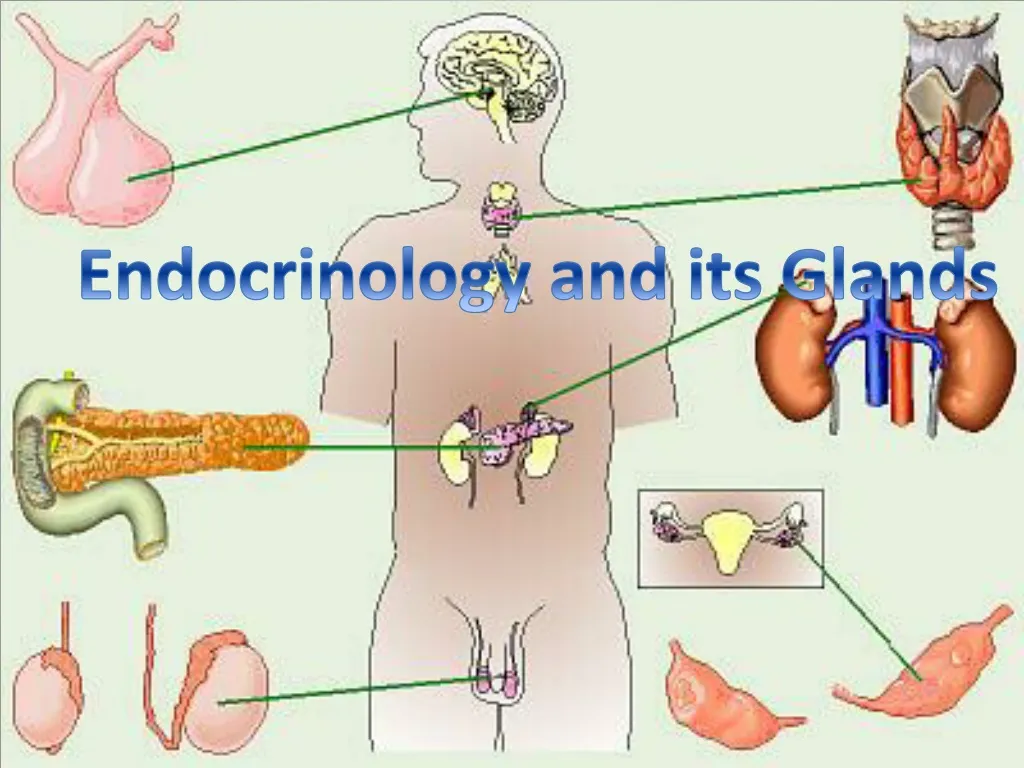 endocrinology and its glands