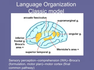 Language Organization Classic model