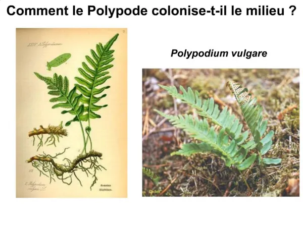 Polypodium vulgare