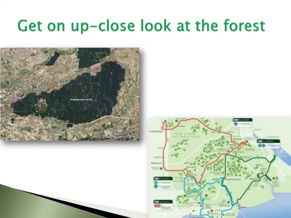 Get on up-close look at the forest