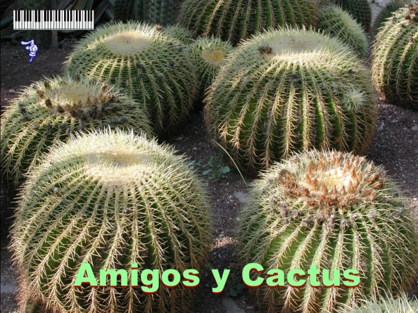 Amigos y Cactus