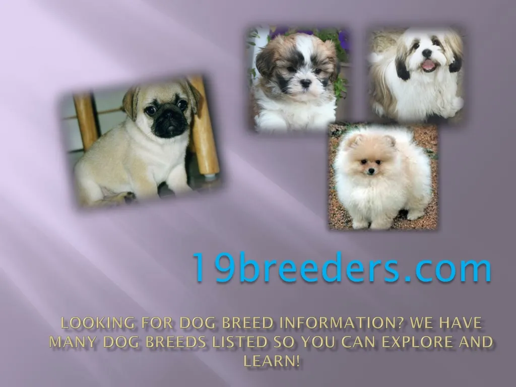 looking for dog breed information we have many dog breeds listed so you can explore and learn