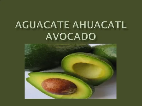 Aguacate Ahuacatl Avocado