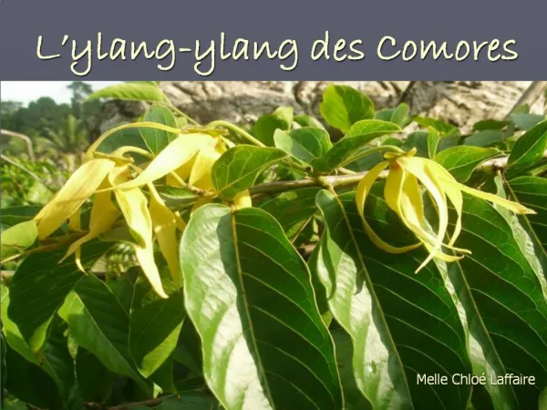 L ylang-ylang des Comores