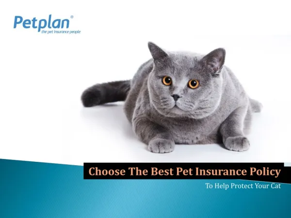 Choose the best Pet insurance policy to help protect your ca