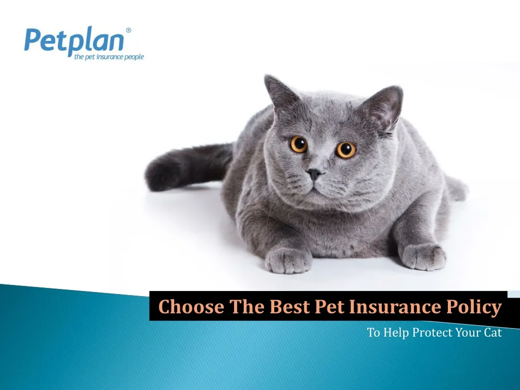 choose the best pet insurance policy