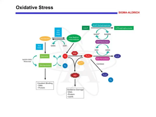 Oxidative Stress