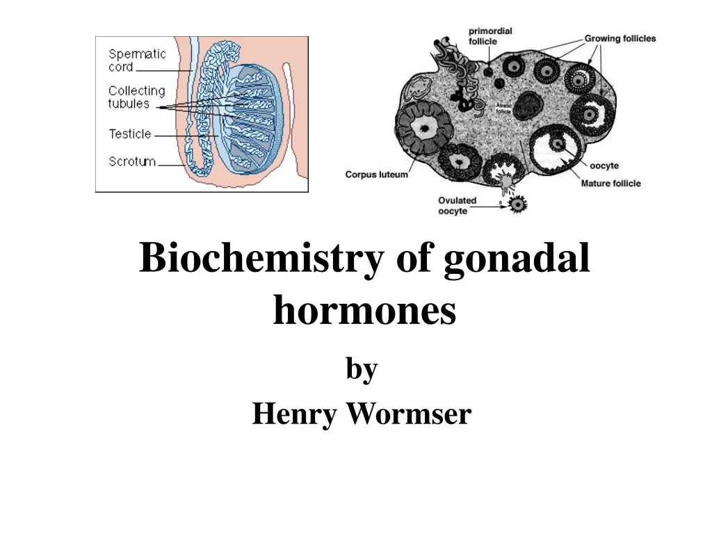 biochemistry of gonadal hormones