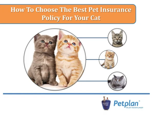 How to choose the best pet insurance policy for your cat