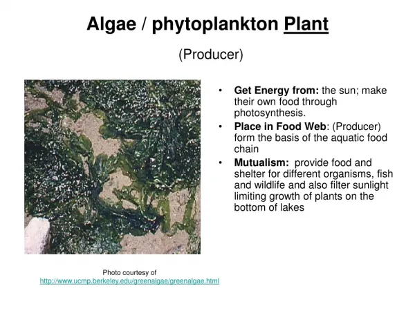 Algae / phytoplankton Plant (Producer)