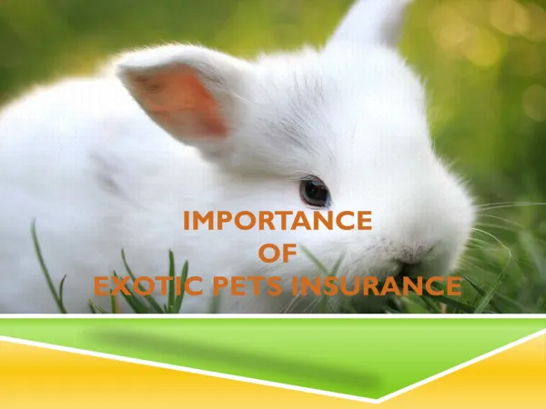 Importance of Insurance for Exotic Pets