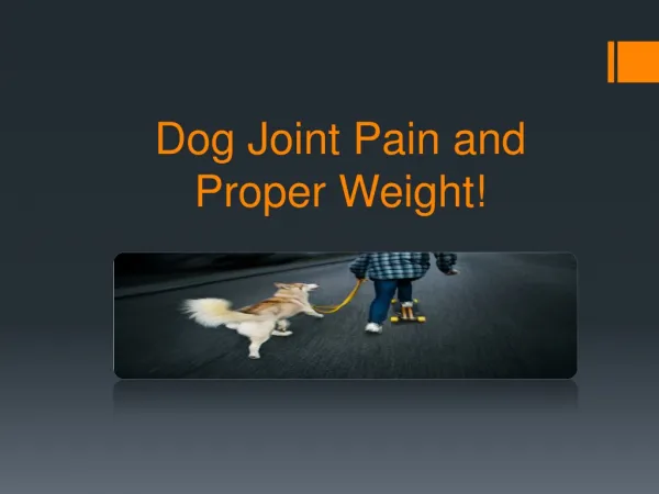 Dog Joint Pain and Proper Weight!
