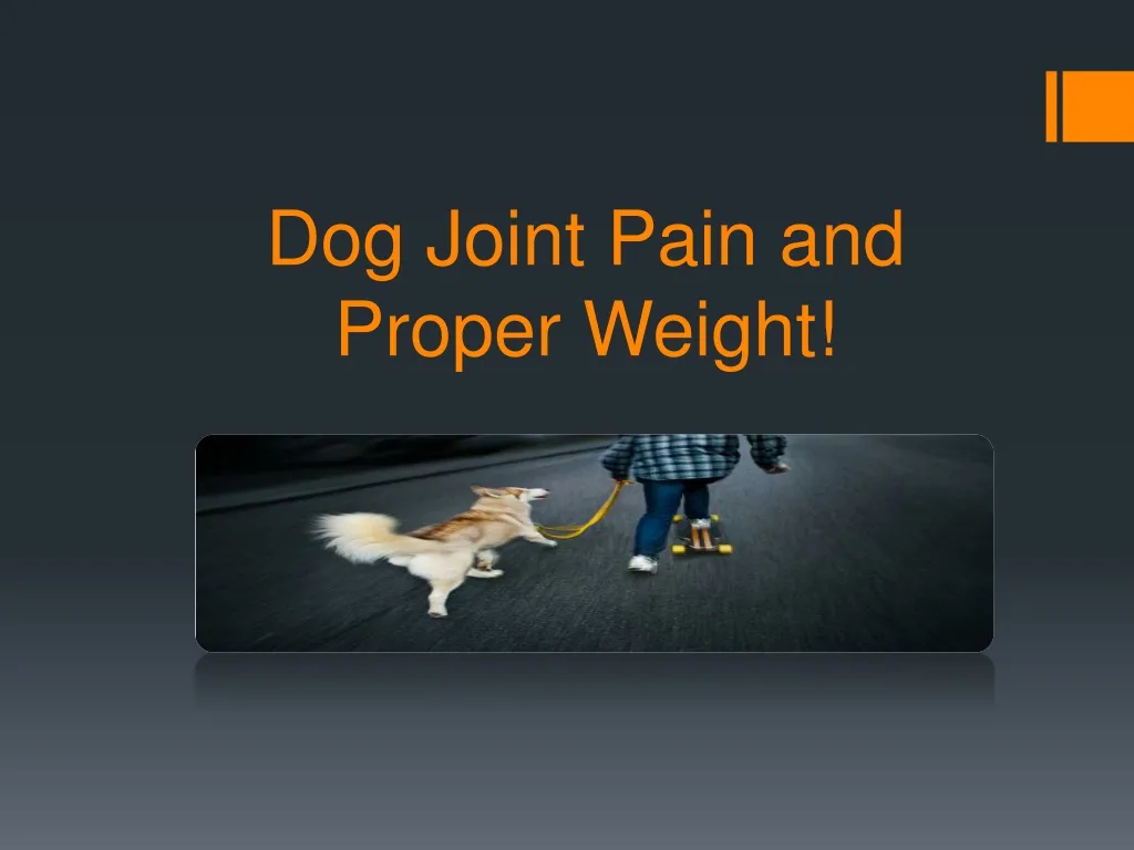 dog joint pain and proper weight