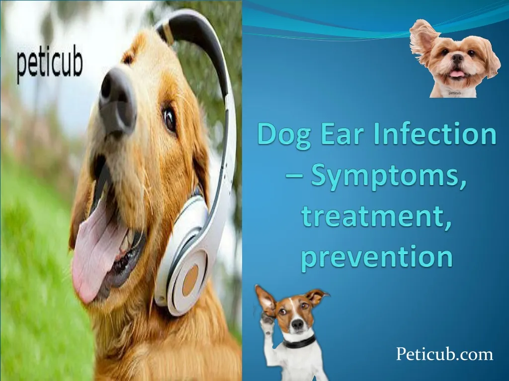 dog ear infection symptoms treatment prevention