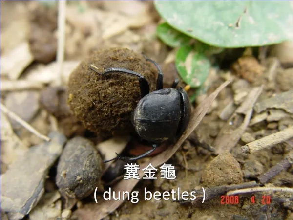 dung beetles