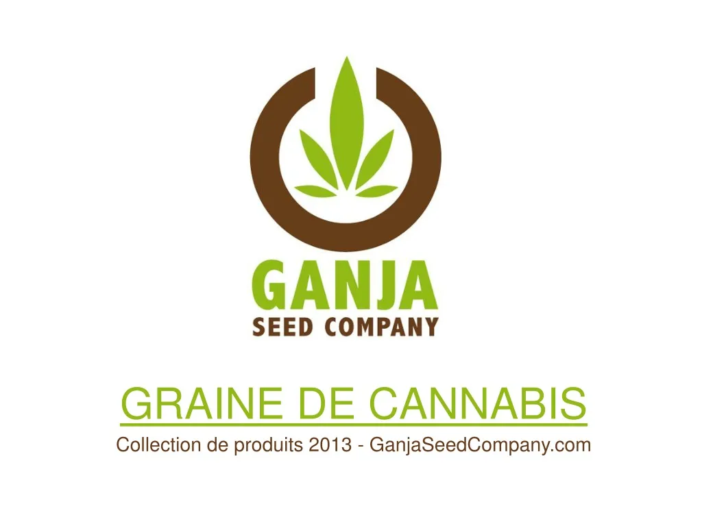 graine de cannabis