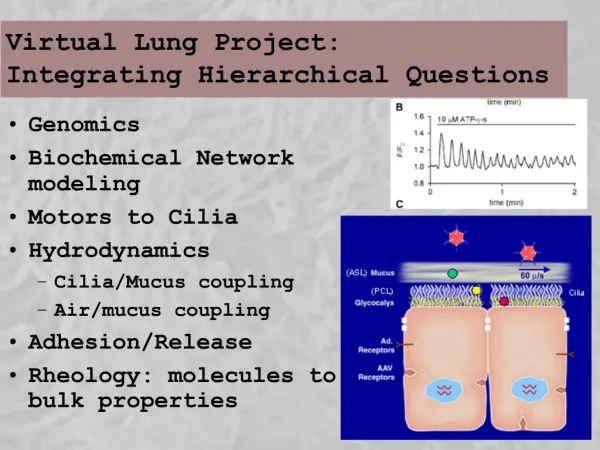 Virtual Lung Project: Integrating Hierarchical Questions