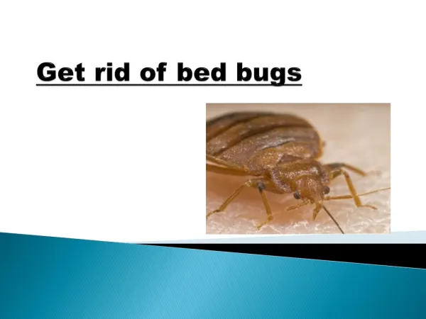 Get rid of bed bugs