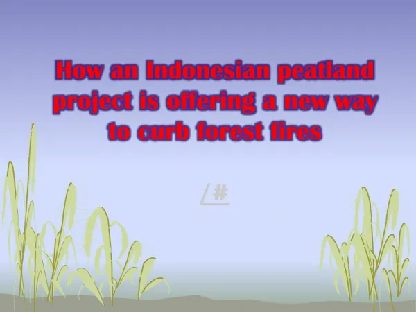 How an Indonesian peatland project is offering a new way to