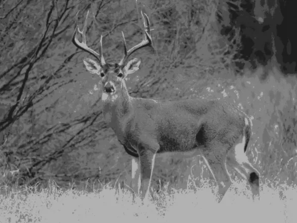 Choosing A Shotgun For Deer Hunting