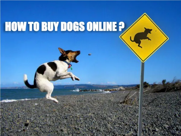 How to Buy a Dog Online?