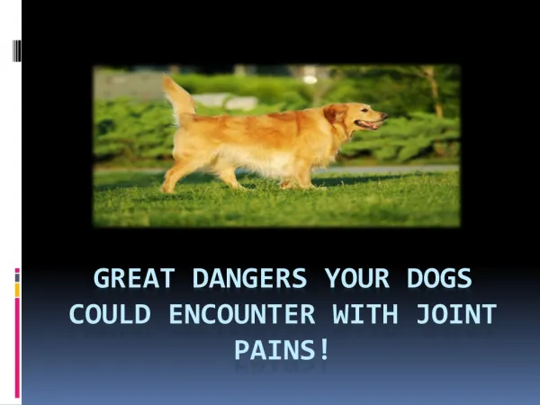 Great Dangers Your Dogs Could Encounter With Joint!