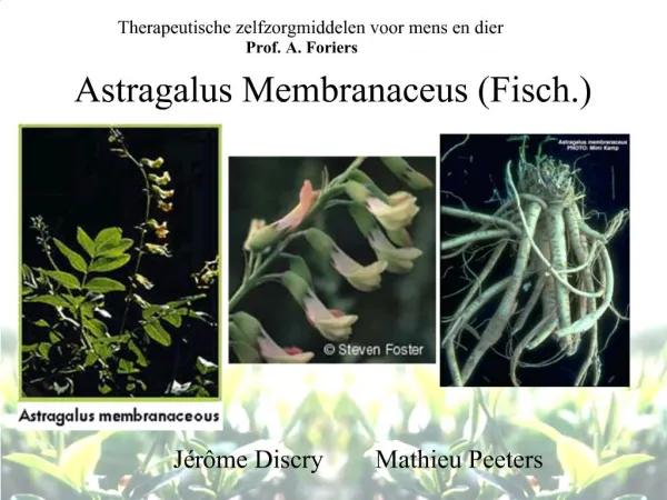 Astragalus Membranaceus (Fisch.)