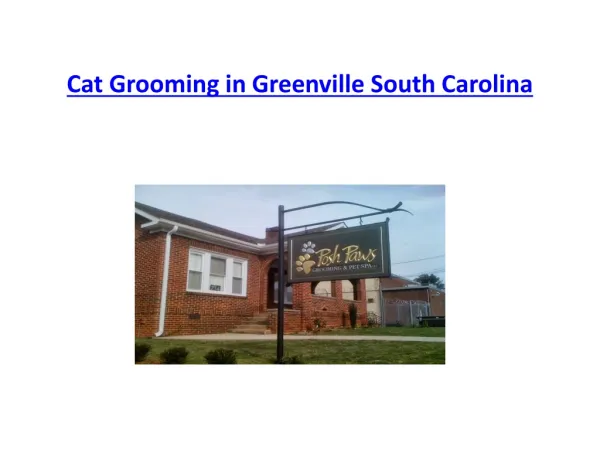 Cat Grooming in Greenville South Carolina