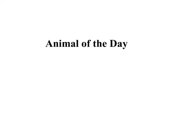 animal of the day