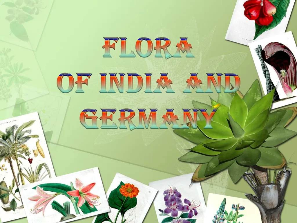 flora of india and germany