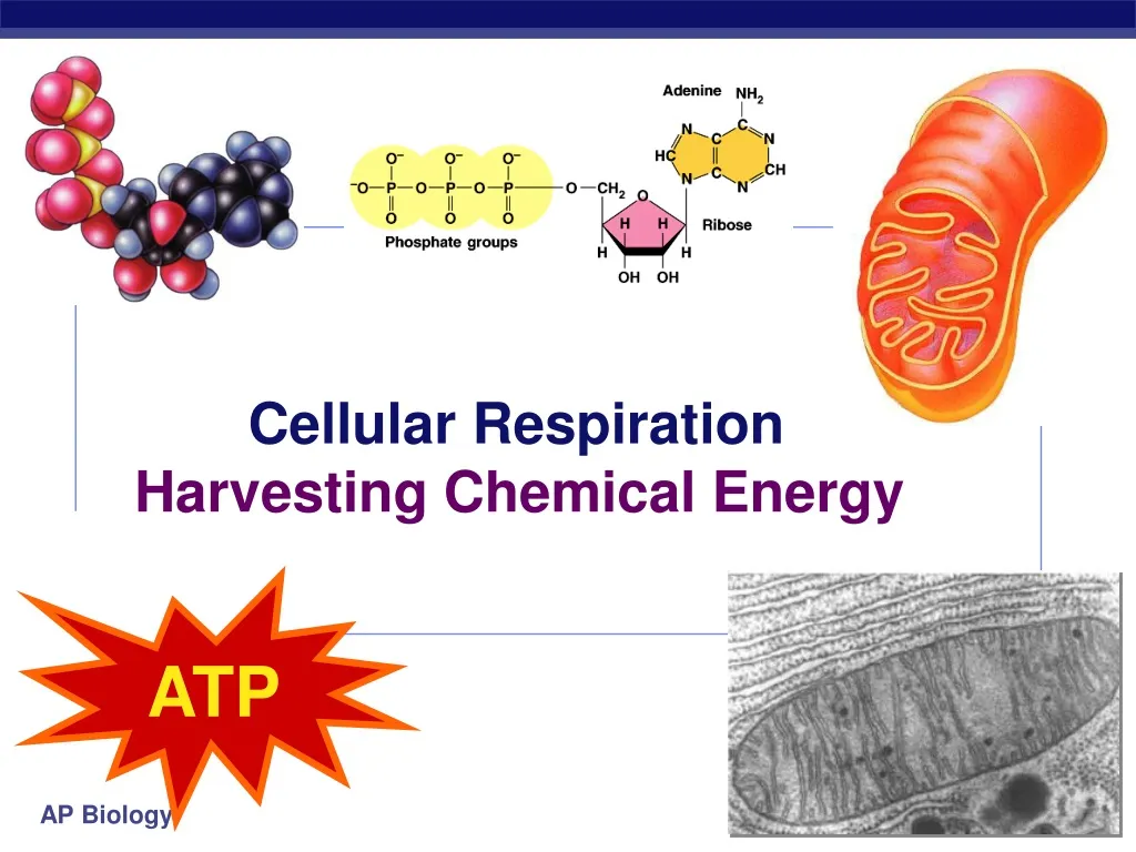 cellular respiration harvesting chemical energy